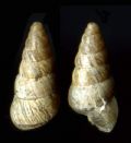 Cochlicella acuta